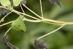 Cucumberleaf sunflower 